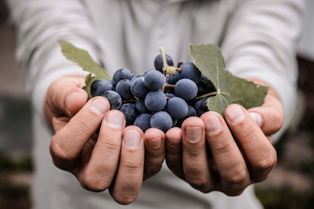 Grappes de raisin