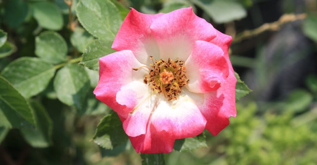 découvrez notre sélection de rosés raffinés, parfaits pour accompagner vos repas estivaux et vos moments de convivialité. savourez l'élégance et la fraîcheur de ces vins délicats, issus des meilleurs terroirs.