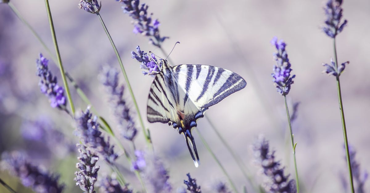 découvrez aix-en-provence, ville d'art et d'histoire au cœur de la provence. flânez dans ses ruelles pittoresques, admirez ses fontaines emblématiques et savourez la gastronomie locale. une destination idéale pour les amoureux de la culture et de la nature.