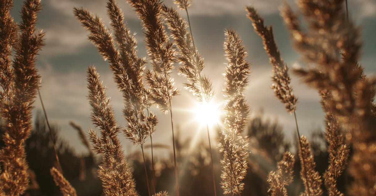 Adicionando o Crème Fraîche