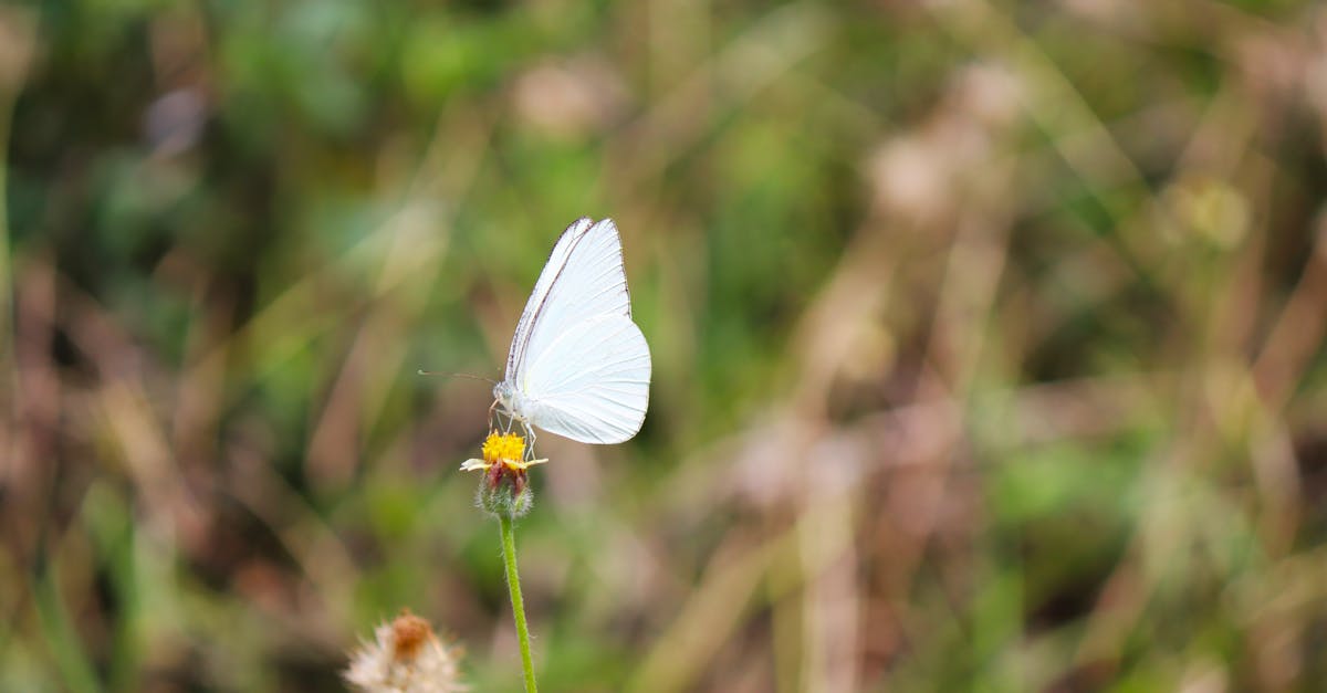 Aligot com linguiça