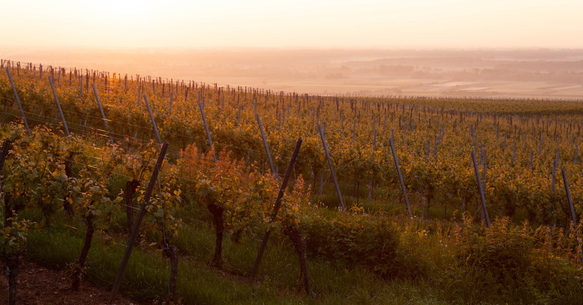 découvrez les plaisirs des vins d'alsace, une région renommée pour ses cépages aromatiques et ses magnifiques paysages viticoles. explorez les saveurs uniques des vins blancs, rosés et rouges, et laissez-vous séduire par la richesse de l'art de vivre alsacien.