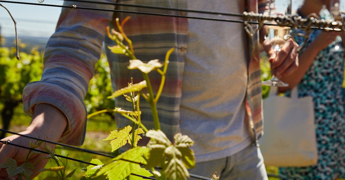 découvrez l'alsace à travers une expérience unique de dégustation de vins. explorez les terroirs d'exception et savourez des variétés emblématiques dans un cadre enchanteur, alliant tradition et élégance.