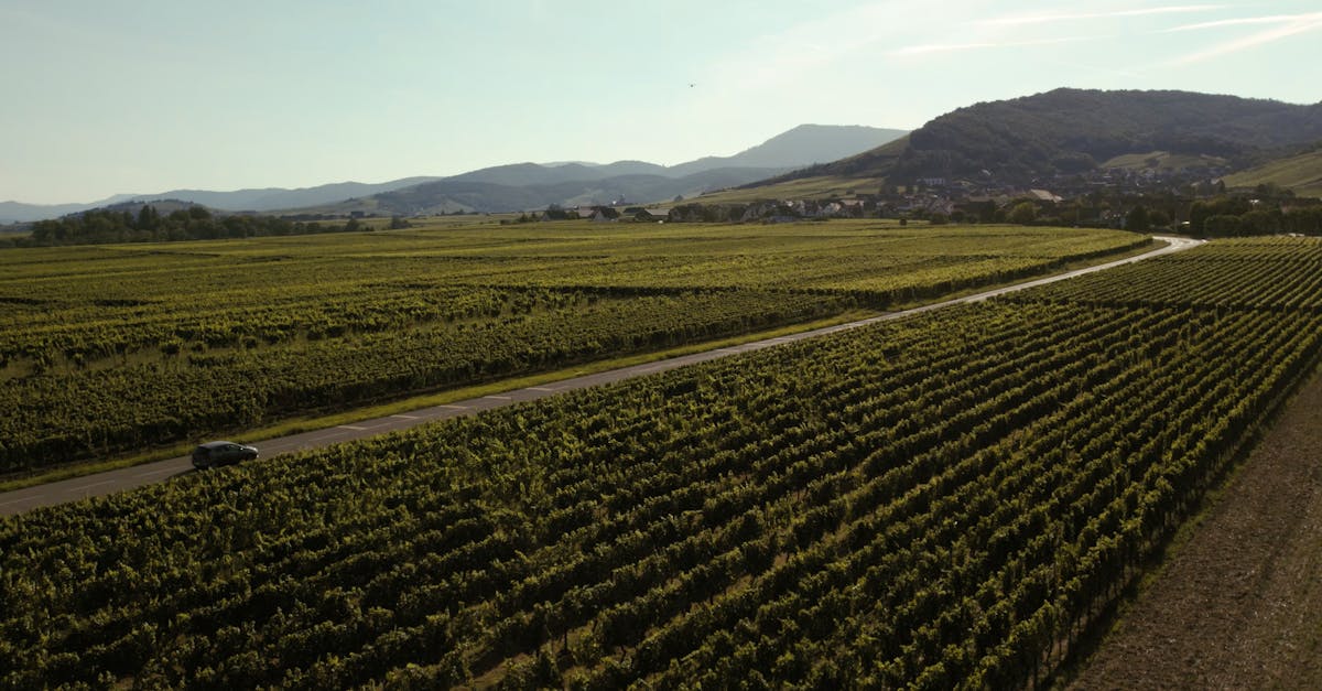 Pinot blanc, Riesling, Auxerrois, Chardonnay, Pinot gris