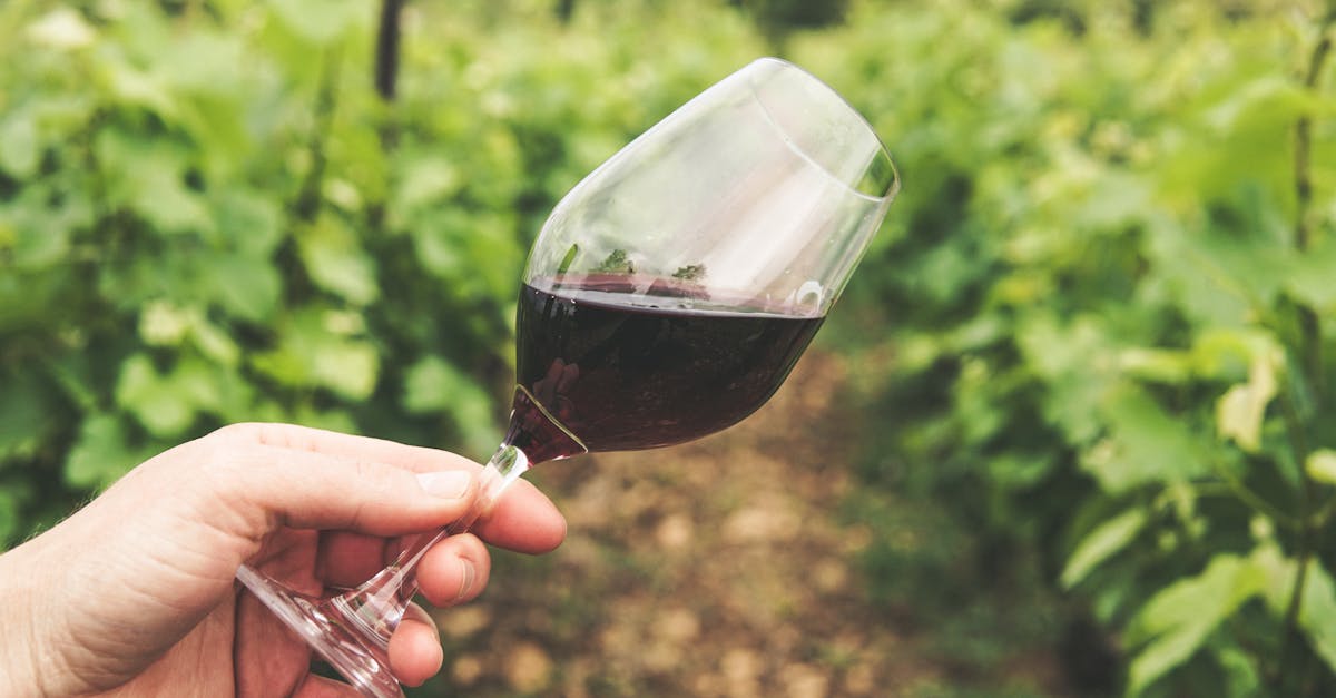 découvrez la région de bourgogne, célèbre pour ses vignobles prestigieux, sa riche histoire médiévale et sa gastronomie raffinée. explorez ses charmants villages, ses châteaux emblématiques et savourez des plats typiques qui font la renommée de cette terre d'exception.