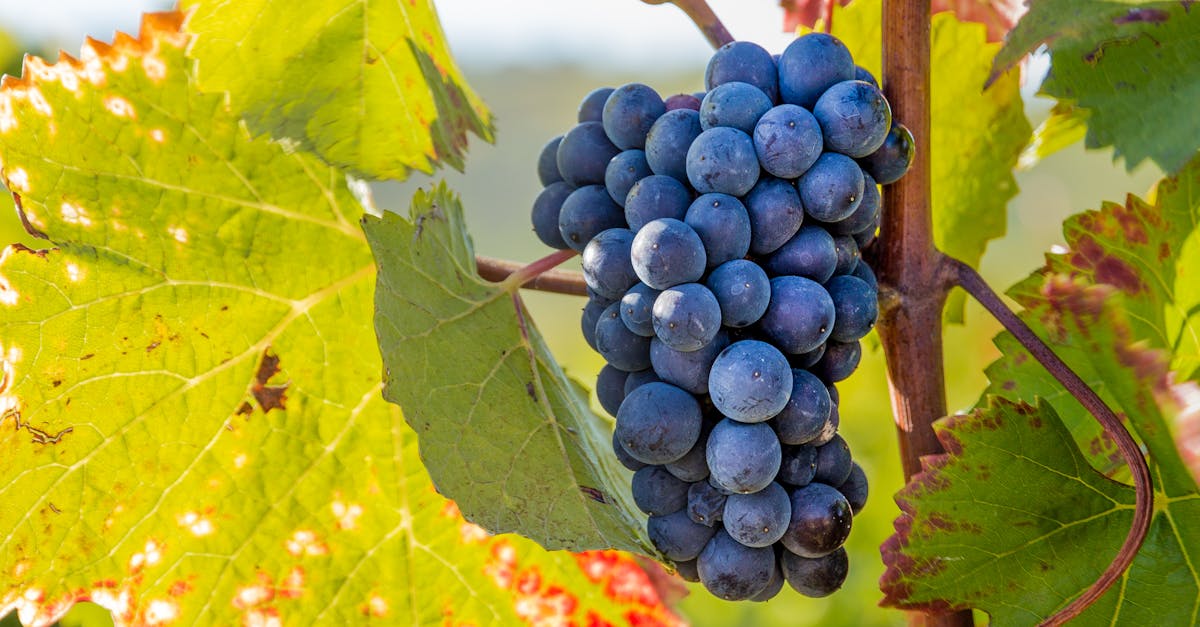 découvrez les raisins de bourgogne, une variété exquise au goût raffiné. apprenez tout sur leur culture, leurs caractéristiques uniques et leur rôle essentiel dans la production de vins prestigieux. un voyage au cœur des terroirs français!