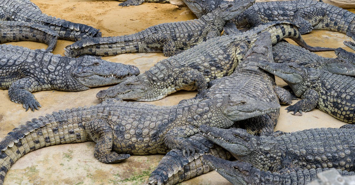 Care sunt apelațiile emblematice care pun Languedoc-Roussillon în centrul atenției?