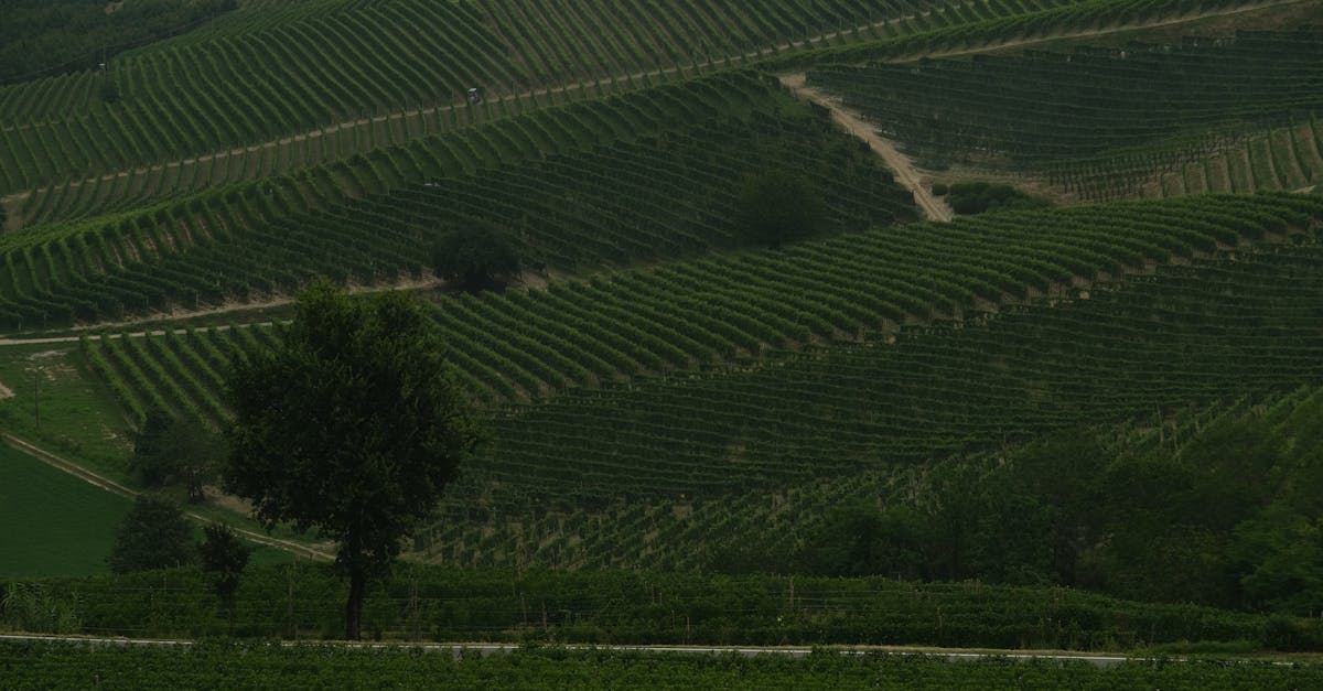 Meyveli Kırmızılar, Yumuşak Tanenler