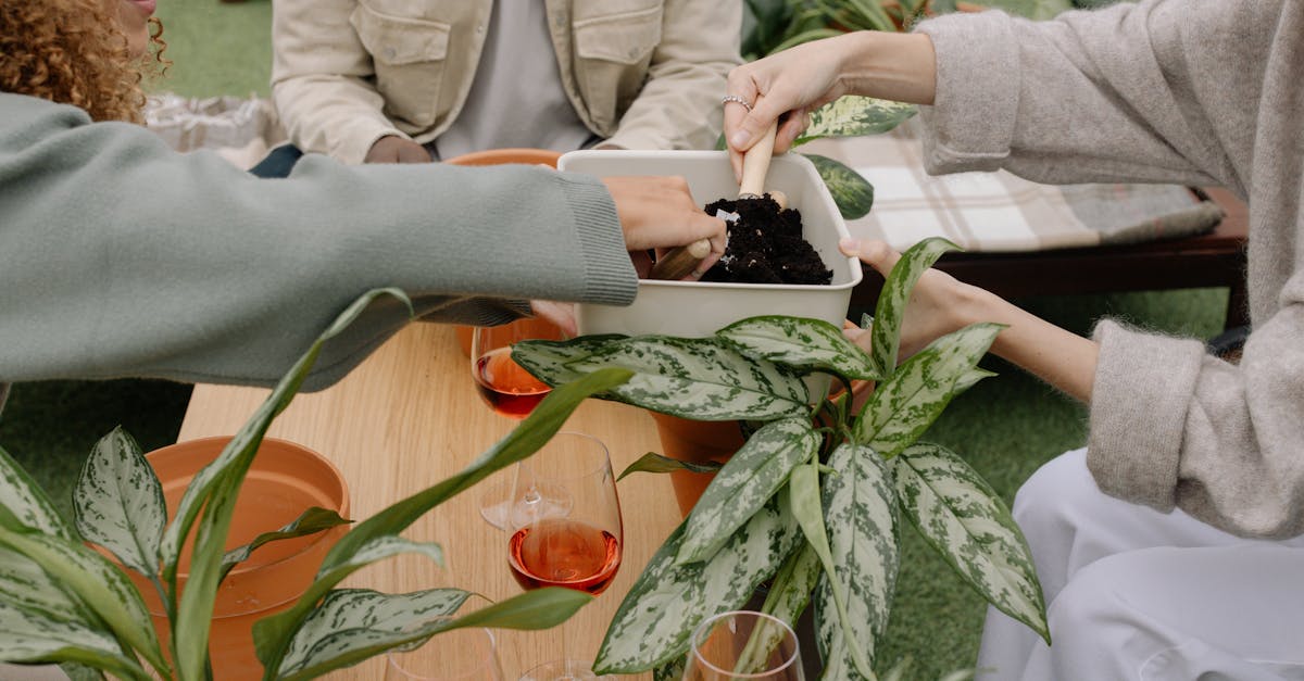 découvrez l'univers fascinant des vins naturels, où la vinification se fait sans intrants chimiques, préservant l'authenticité des terroirs et le goût pur des raisins. explorez notre sélection de vins biodynamiques et biologiques pour une expérience gustative unique et respectueuse de l'environnement.