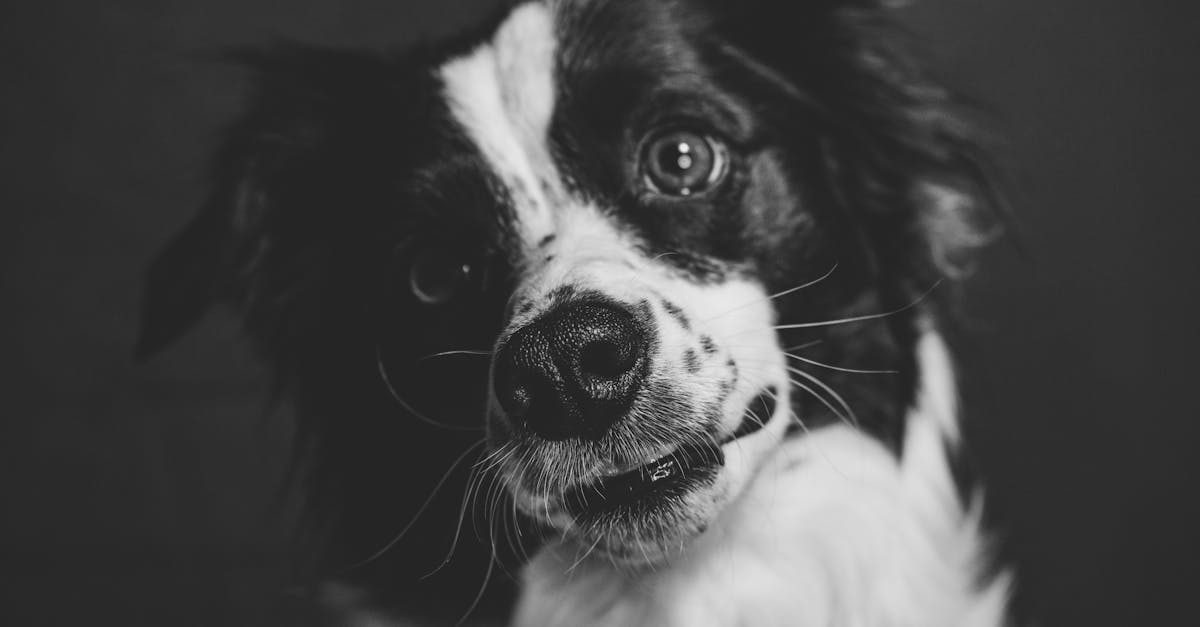 Această metodă de producție reflectă o tendință puternică în tradiția vinificației, unde bulele artizanale sunt combinate cu expertiza autentică, departe de industrializarea vinului spumant.