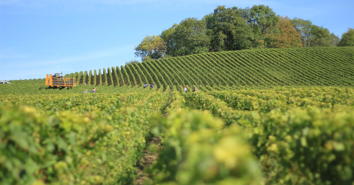 découvrez le pinot noir, un cépage noble réputé pour ses arômes délicats de fruits rouges et sa texture veloutée. idéal pour les amateurs de vins élégants, ce vin rouge séduit par sa complexité et sa capacité à accompagner des plats raffinés. apprenez-en plus sur ses caractéristiques et les meilleures associations culinaires.