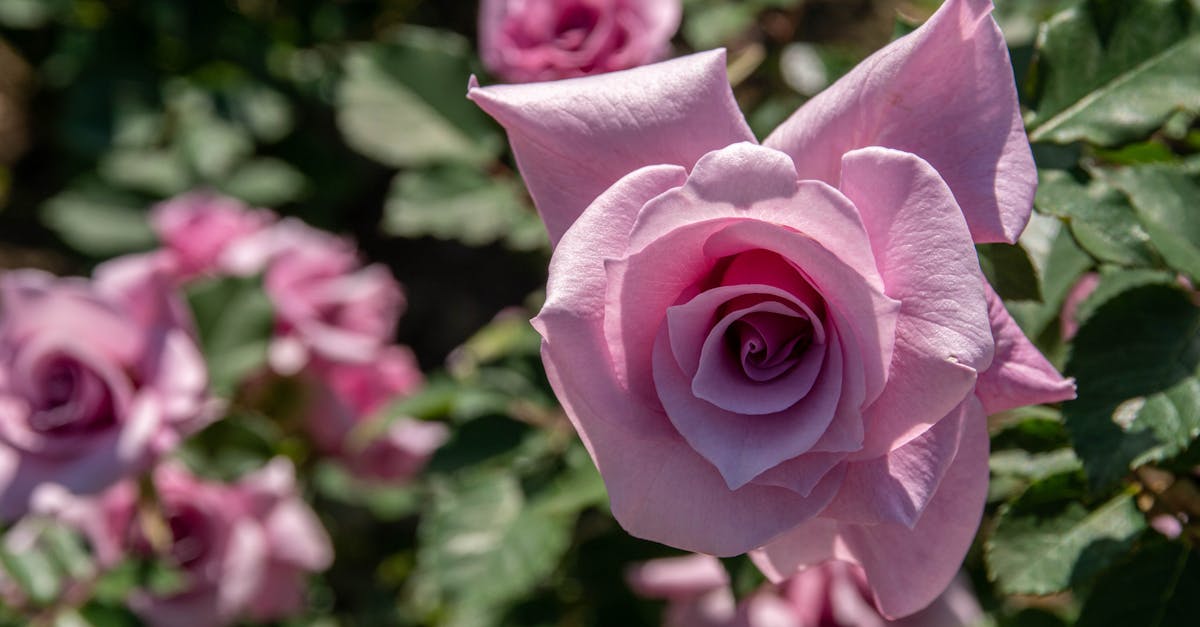 découvrez l'élégance du vin rosé de provence, un nectar ensoleillé aux arômes floraux et fruités. parfait pour vos repas estivaux et vos apéritifs entre amis, ce vin incarne l'art de vivre à la provençale. laissez-vous séduire par ses saveurs rafraîchissantes et sa couleur délicate.