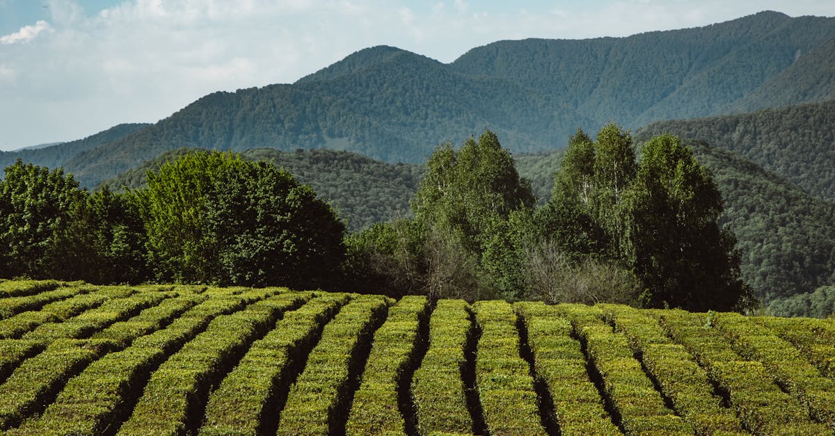 Ολοκληρώστε μια οινική περιήγηση χωρίς άγχος στους δρόμους του Νότιου Ροδανού; Είναι δυνατό, αν παίξετε έξυπνα και ειδικά αν αφιερώσετε χρόνο για να ανακαλύψετε τις βασικές στάσεις. Ξεκινήστε το ταξίδι σας από το Μοντελιμάρ, μια πόλη που λατρεύεται για το νουγκά της, και στη συνέχεια επιστρέψτε απαλά προς την Αβινιόν, εξερευνώντας τις διαφορετικές ονομασίες προέλευσης στην πορεία. Είναι αρκετά καλό για να απολαύσετε το terroir, τα κέντρα των χωριών και την κουλτούρα της Προβηγκίας ταυτόχρονα. Για να αξιοποιήσετε στο έπακρο το ταξίδι σας, δείτε τι πρέπει να πάρετε μαζί σας πριν φύγετε: