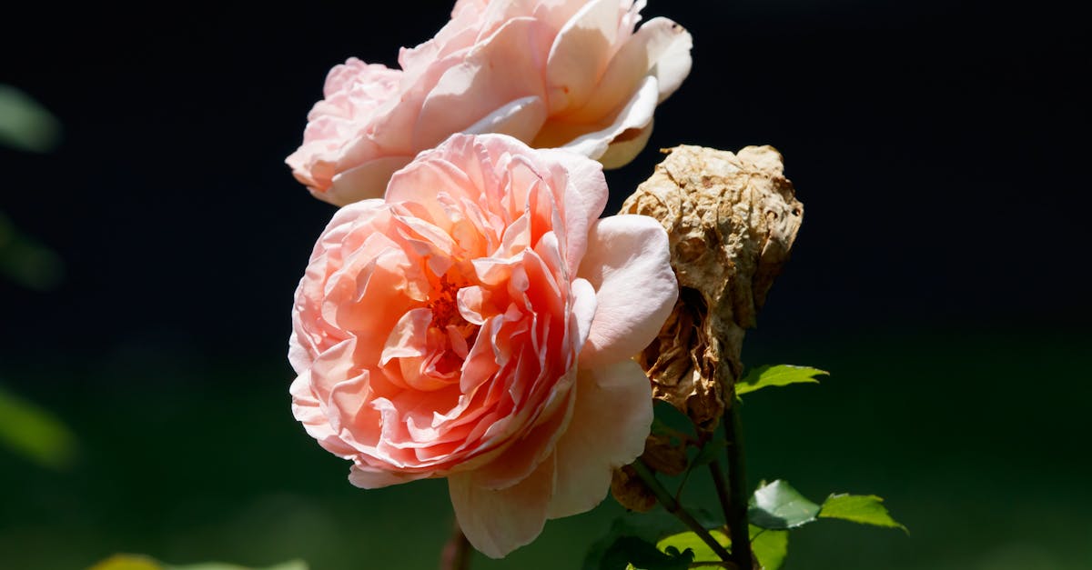 Scopri la nostra selezione di rosé raffinati, perfetti per i tuoi aperitivi soleggiati e i tuoi pasti estivi. Lasciati sedurre dagli aromi fruttati e dalla freschezza ineguagliabile, per indimenticabili momenti di convivialità.