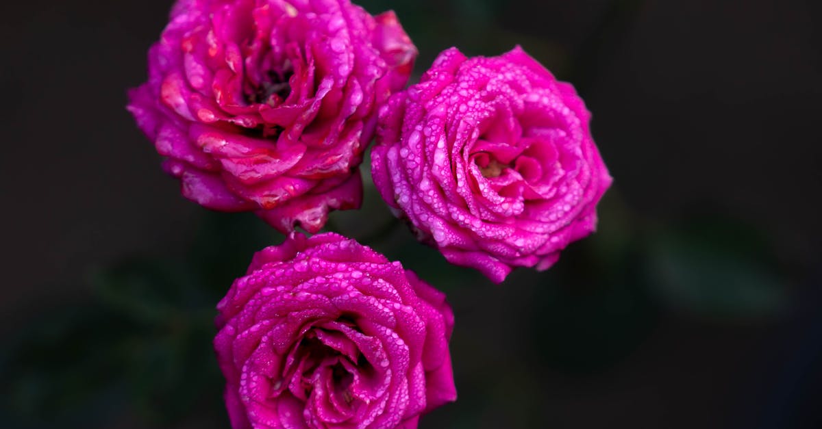 découvrez le monde du rosé, ce vin élégant et rafraîchissant qui séduit par ses arômes fruités et sa robe délicate. parfait pour toutes les occasions, apprenez à choisir le meilleur rosé pour accompagner vos repas ou vos moments de détente.