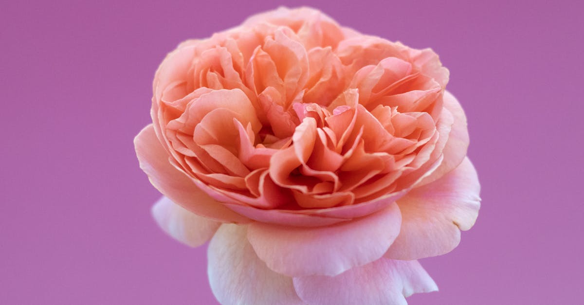 Zarafet ve tazeliği bünyesinde barındıran bir şarap olan roze şarabının büyüleyici dünyasını keşfedin. Yaz anlarınıza ve açık hava yemeklerinize eşlik etmek için ideal olan meyveli ve çiçeksi aromalarını keşfedin. Fransa'nın en güzel şarap yetiştirme bölgelerinden gelen vintage şarapların cazibesine kapılın. Şarap severler için olmazsa olmaz!