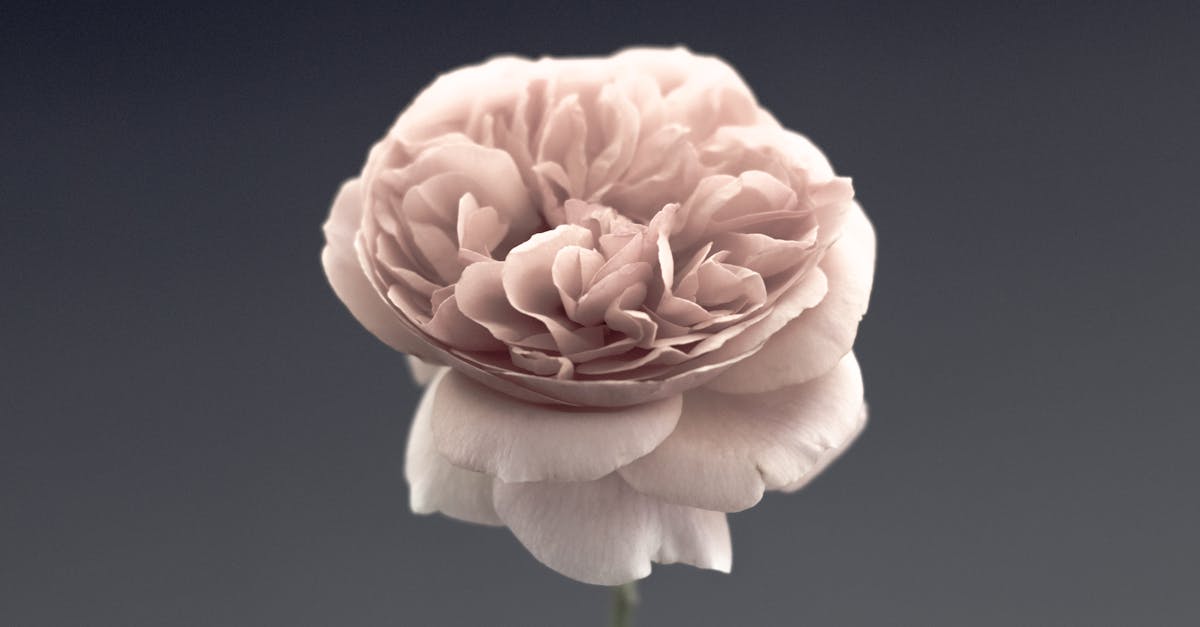 Rose şarap dünyasını keşfedin: narin aromaları, yiyecek eşleşmeleri ve en iyi üretim bölgeleri. Yaz aperatifleriniz veya keyifli yemekleriniz için mükemmel olan rosé, damak zevkinizi memnun edecek.