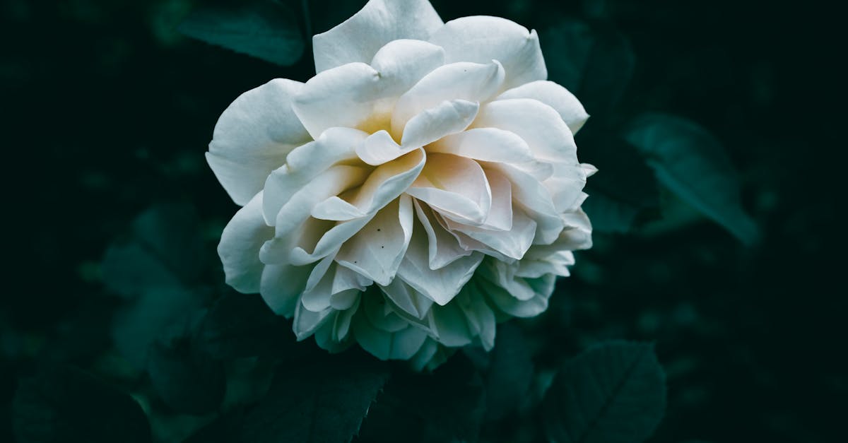 Aperatifleriniz ve yaz anlarınız için mükemmel, hafif ve ferahlatıcı bir şarap olan roze dünyasını keşfedin. Tadım ipuçlarımızı, yiyecek ve şarap eşleştirme tariflerimizi ve sezonun en iyi rozelerini keşfedin.