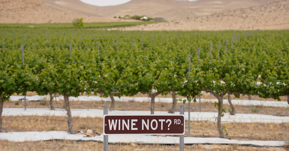 Otkrijte vinske regije jugozapadne Francuske, gdje se očaravajući pejzaži susreću s autentičnim okusima. Istražite poznate vinograde i uživajte u jedinstvenim vinima koja pričaju priču o ovoj zemlji bogatoj baštinom.