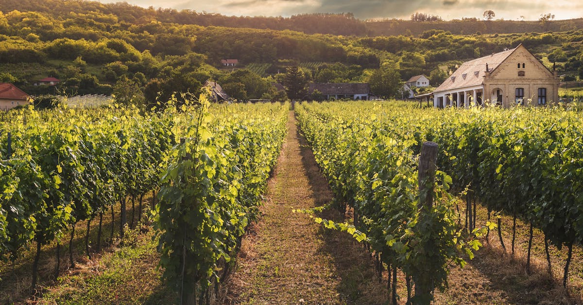 Os amantes do vinho priorizam a capacidade de acompanhar refeições leves em harmonia com o calor.
