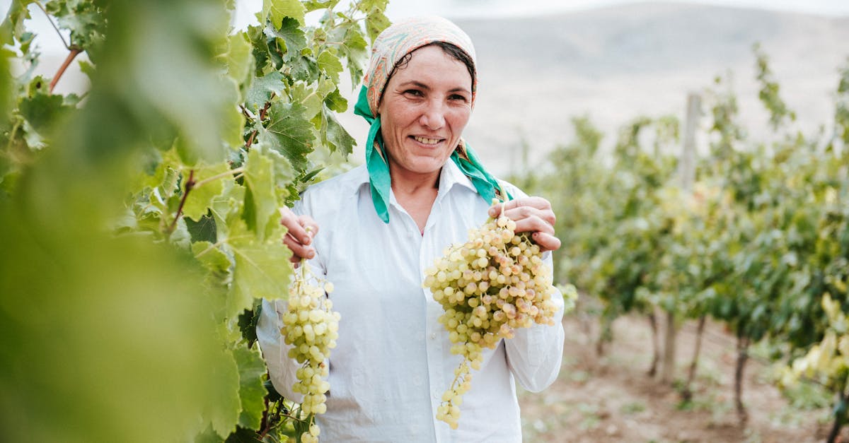 Rydym hefyd yn nodi bod presenoldeb coedwigoedd a choedwigoedd o amgylch y gwinwydd yn ychwanegu haen arall o fioamrywiaeth, ecosystem leol sy'n hyrwyddo cydbwysedd naturiol ac yn cyfyngu ar risgiau iechyd i'r gwinwydd. Felly, mae Palette yn diriogaeth a luniwyd gan natur, yn ddelfrydol ar gyfer gwinoedd sydd yr un mor bwerus ac urddasol. Mae'r ddaearyddiaeth unigryw hon yn haeddu sylw arbennig os ydych chi am ehangu eich gwybodaeth am win, er enghraifft yn ysbryd archwiliad tebyg i archwiliad terroirs symbolaidd y Rhône neu'r Loire. Y terroir mewn ffigurau: rhai ffeithiau allweddol i'w cadw mewn cof 📊
