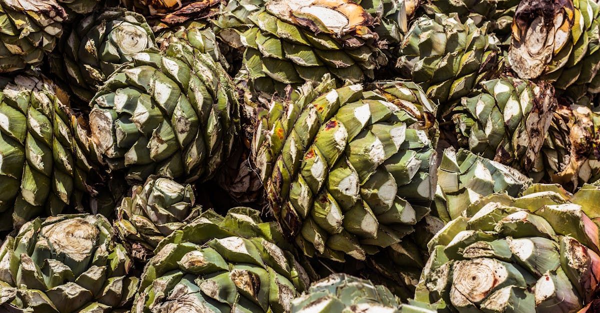 explorez la richesse des terroirs français, révélant des saveurs authentiques et des traditions viticoles uniques. découvrez l'art de la gastronomie régionale et des produits locaux qui racontent l'histoire des terres et des hommes.