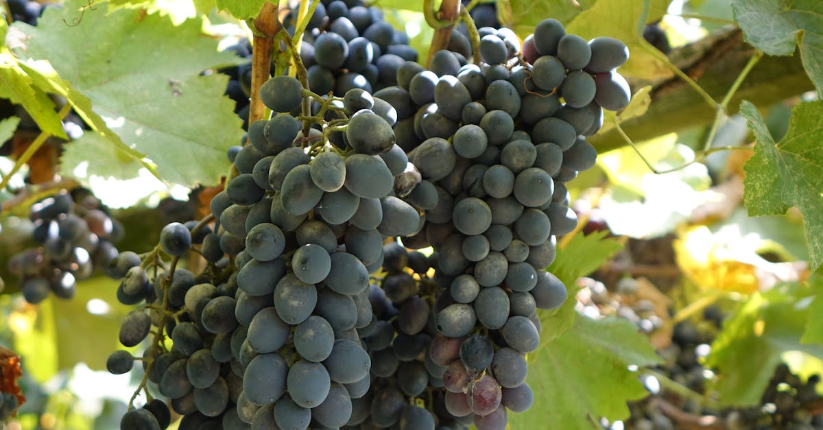 Библиотека вин Эльзаса