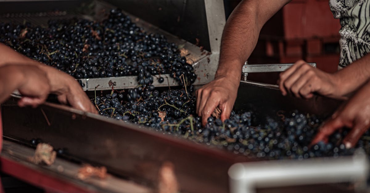 Habla con enólogos: