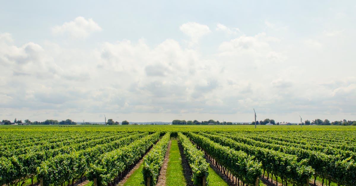 découvrez l'univers fascinant des vignobles avec notre guide sur les wineries. explorez les meilleures pratiques de vinification, les variétés de vins, et partez à la rencontre des artisans passionnés qui élèvent l'art du vin à son apogée.