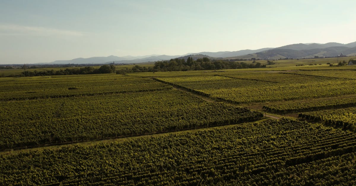 découvrez l'alsace, région viticole réputée pour ses vins blancs aromatiques et raffinés. explorez les cépages emblématiques tels que le riesling et le gewurztraminer, tout en savourant l'authenticité des paysages et des traditions viticoles alsaciennes.