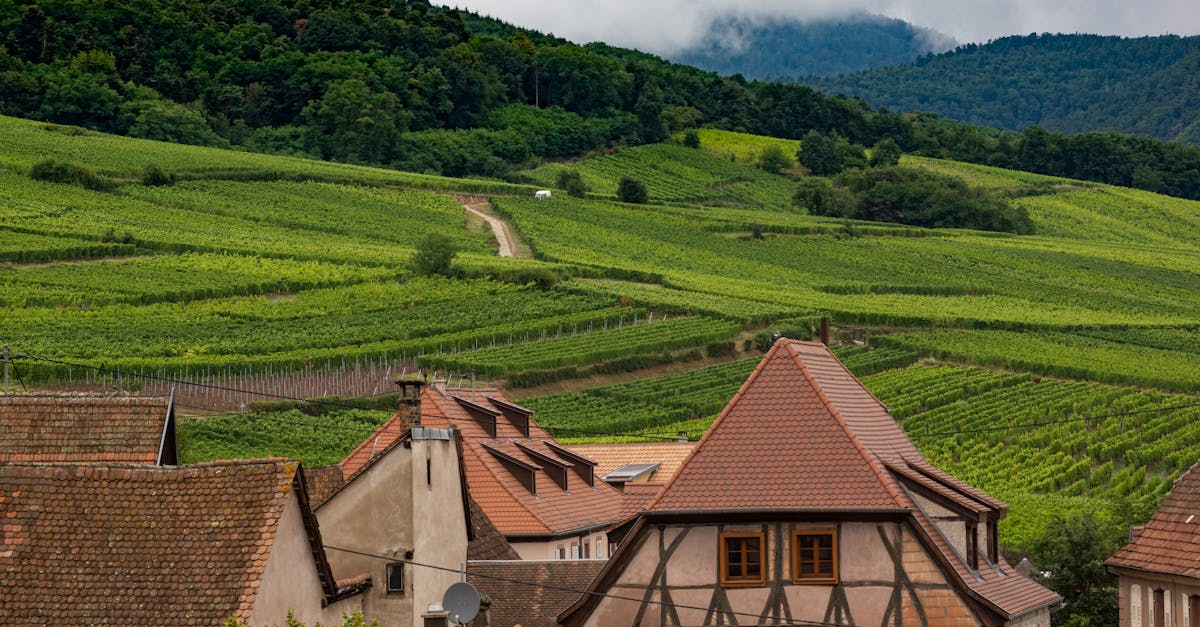 découvrez les merveilles des vins d'alsace, une région viticole emblématique de france, réputée pour ses cépages aromatiques et ses paysages enchanteurs. explorez les saveurs uniques et la tradition vinicole ancestrale qui font des vins d'alsace un véritable délice pour les amateurs.