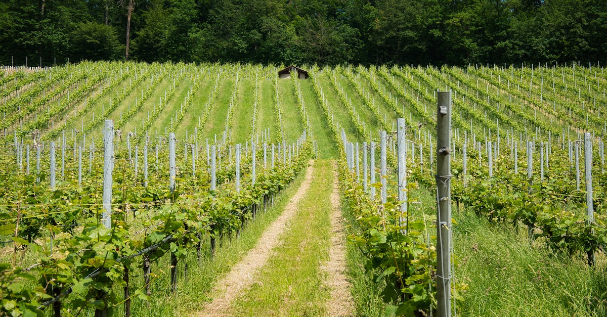 découvrez l'écologie des vins d'alsace, une région où tradition viticole et pratiques durables se rencontrent pour offrir des crus d'exception. plongez dans l'univers des vignerons engagés pour préserver leur terroir tout en respectant l'environnement.