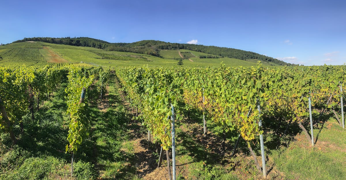 découvrez les vins d'alsace, une région viticole renommée pour ses cépages uniques tels que le gewurztraminer et le riesling. explorez notre guide complet sur les traditions viticoles, les terroirs et les meilleures caves à visiter en alsace pour savourer des vins d'exception.