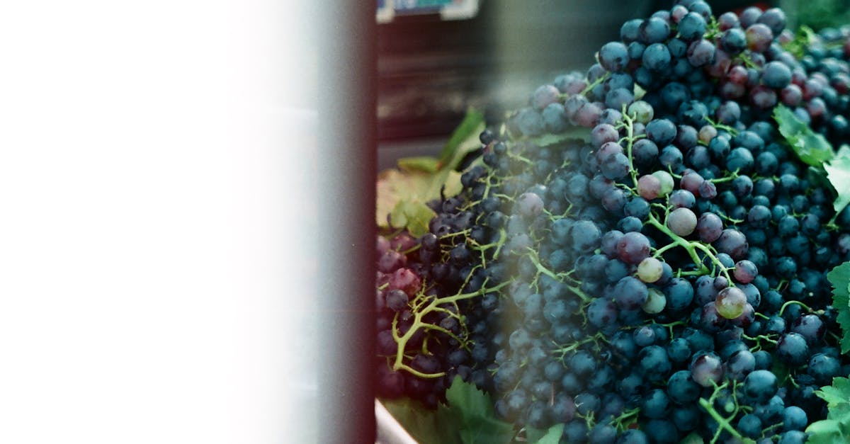 Tüketici çekiciliği 👩🎤