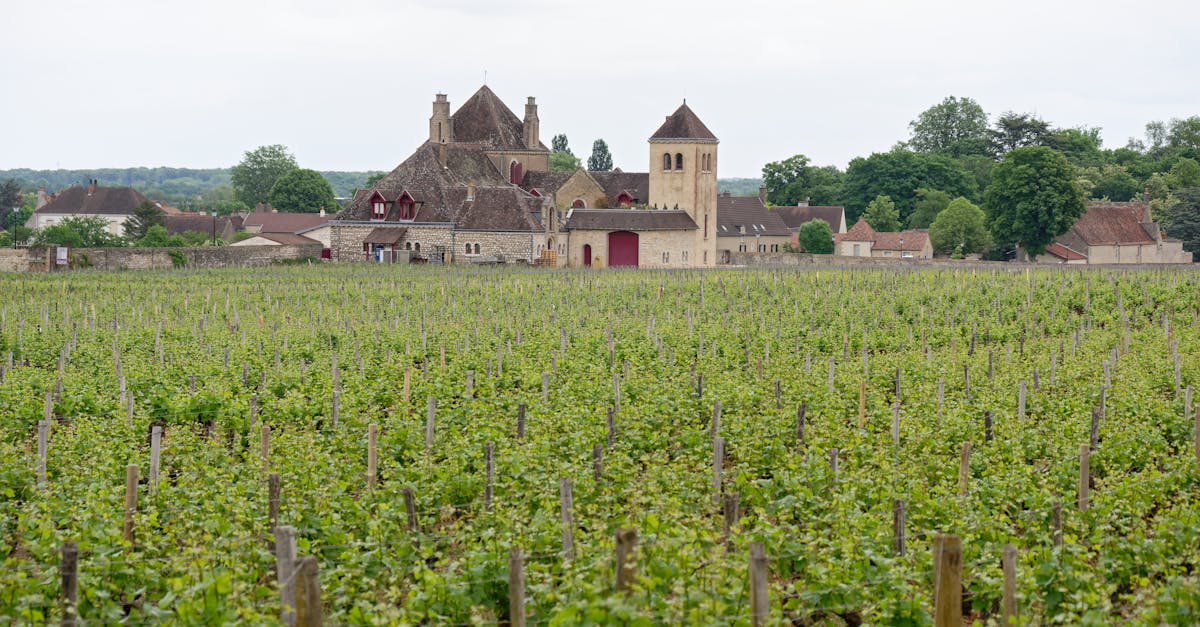 découvrez les tendances émergentes des vins de bourgogne pour 2025, explorant les nouvelles saveurs, les innovations viticoles et les régions montantes qui redéfinissent l'univers du vin bourguignon.