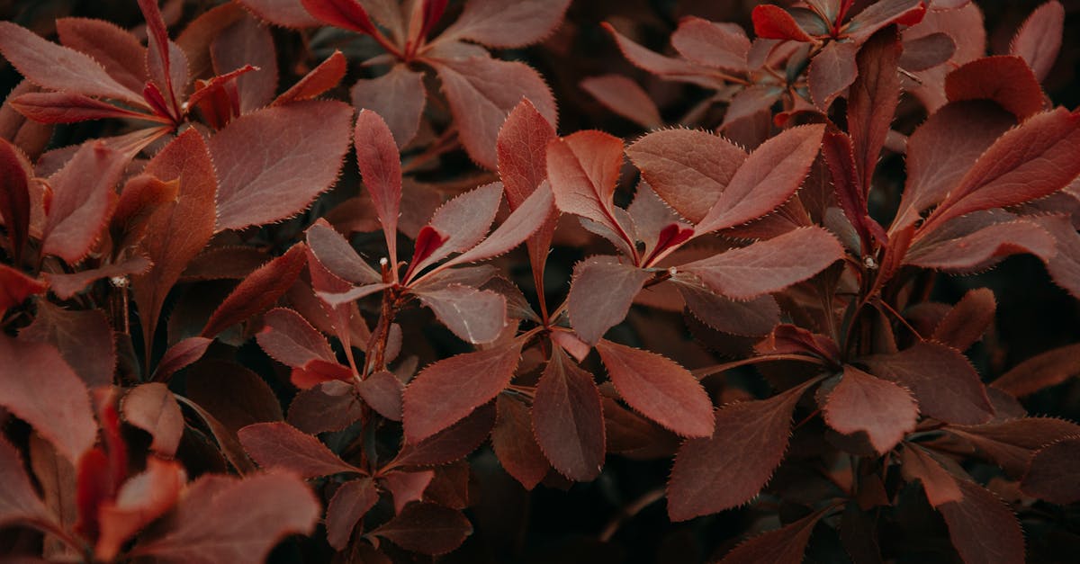 découvrez l'art des vignerons de bourgogne, une région emblématique de la france renommée pour ses vins raffinés et ses terroirs uniques. plongez dans l'univers de ces artisans passionnés qui allient tradition et innovation pour fabriquer des crus d'exception.