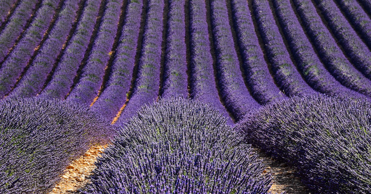 Ngano nga ang Cassis nga bino giisip nga usa ka talagsaon nga vintage?