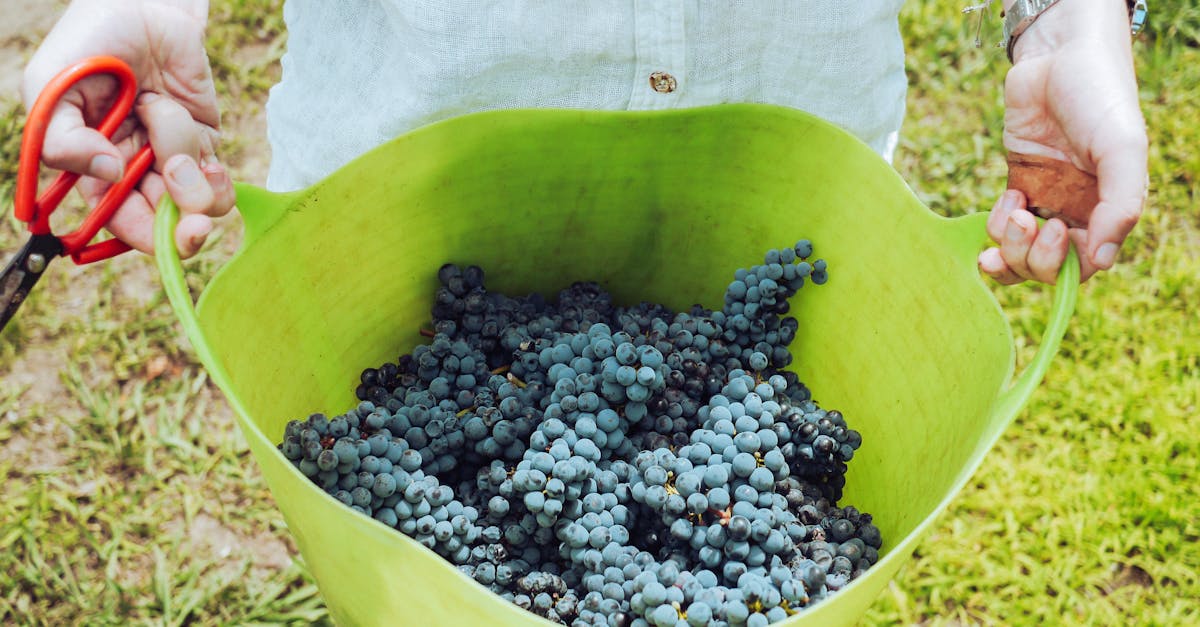 🍷 La Côte de Nuits, conocida por su excepcional Pinot Noir. 🍾 La Côte de Beaune, rica en extraordinarios Chardonnay y delicados Pinot Noir.