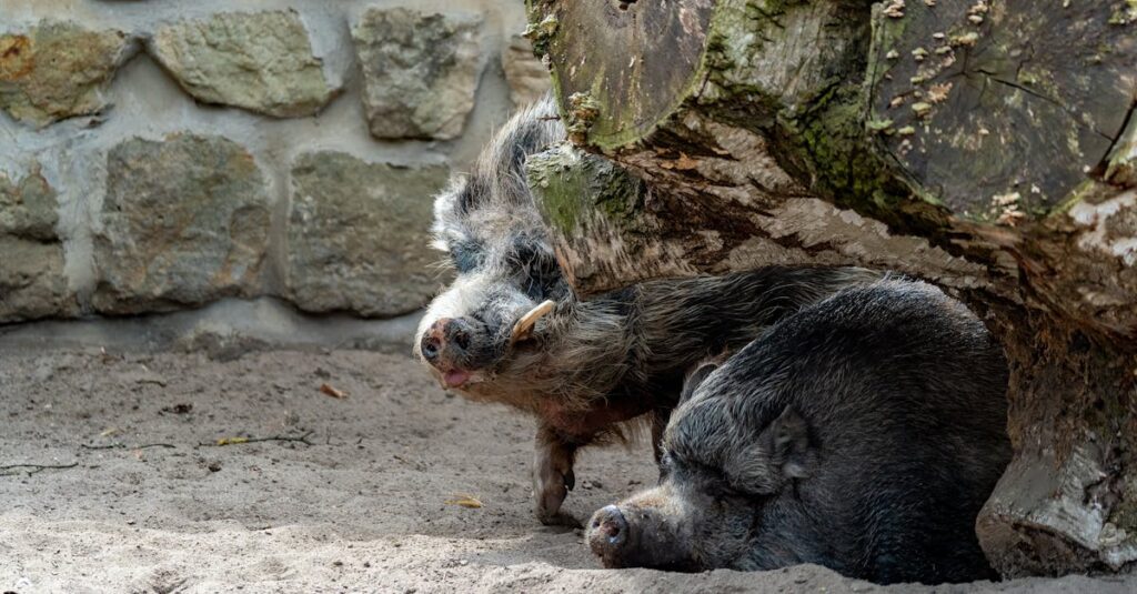 découvrez l'igp (indication géographique protégée), une garantie de qualité et d'authenticité pour les produits agricoles et alimentaires de certaines régions. apprenez comment ce label valorise le savoir-faire local et protège les traditions artisanales.