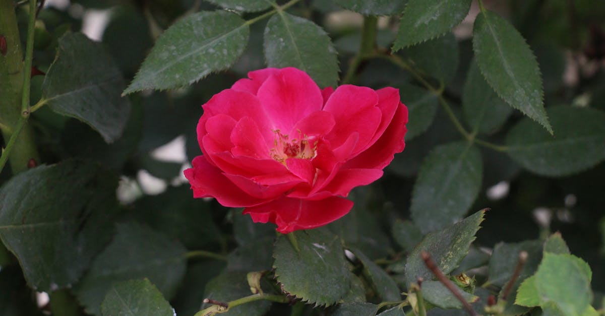 découvrez le rosé lidl, une sélection de vins raffinés et accessibles pour accompagner vos repas et moments conviviaux. profitez de la qualité exceptionnelle à petit prix.