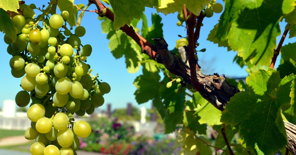 オーガニックワインの喜びを発見してください。本格的で環境に優しいヴィンテージのセレクション。農薬や化学薬品を使用せずに栽培されたブドウから生まれる、独特の風味を堪能し、健康的で持続可能なワイン造りを体験してください。