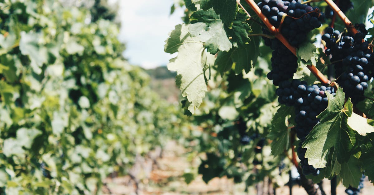 ドメーヌ・ド・カンディは、ワイン生産だけにとどまらず、今年9月7日に開催される有名な収穫祭を通じて、教育的かつ祝祭的な側面も備えています。このイベントでは、来場者はテロワールの豊かさに触れ、収穫に参加し、オーガニックワインを味わい、今もなお息づく歴史的遺産に囲まれた社交の場を楽しむことができます。これらのイベントは、地域とブドウ園の絆を深めるとともに、現代的な文脈で地元の伝統を促進するのに役立っています。祝祭以外にも、トゥールーズ市役所は、2026年に文化遺産推進プログラムと統合された商業活動の開発を目指すプロジェクトの募集など、このドメーヌの新たな野望を発表しました。現在施設の一部が収容されている13世紀の城の改修は、まもなくワイン醸造の教育、文化訪問、持続可能なブドウ栽培に関連するイベント専用のスペースの一部となる予定です。さらに、この農園で栽培されたパンや豆類などの農産物のプロモーションは、地域の動向に沿った、統合的で環境に配慮し、経済的に持続可能なブドウ栽培を提供したいという意欲を強調しています。この取り組みについては、オー＝ガロンヌ県観光局のカレンダーをご覧ください。将来的には、伝統と革新の相乗効果を期待し、持続可能な開発の価値観に沿って、トゥールーズのブドウ園をさらに豊かにすることを目指しています。