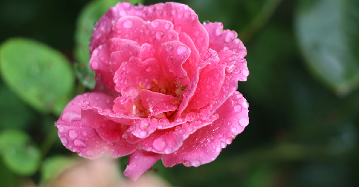 Morski plodovi, riba s roštilja, ljetne salate