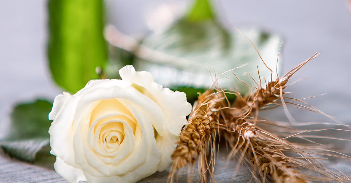 découvrez notre sélection de rosés raffinés, parfaits pour les apéritifs ensoleillés et les repas estivaux. profitez de notes fruitées et florales, idéales pour éveiller vos papilles et accompagner vos moments de convivialité.