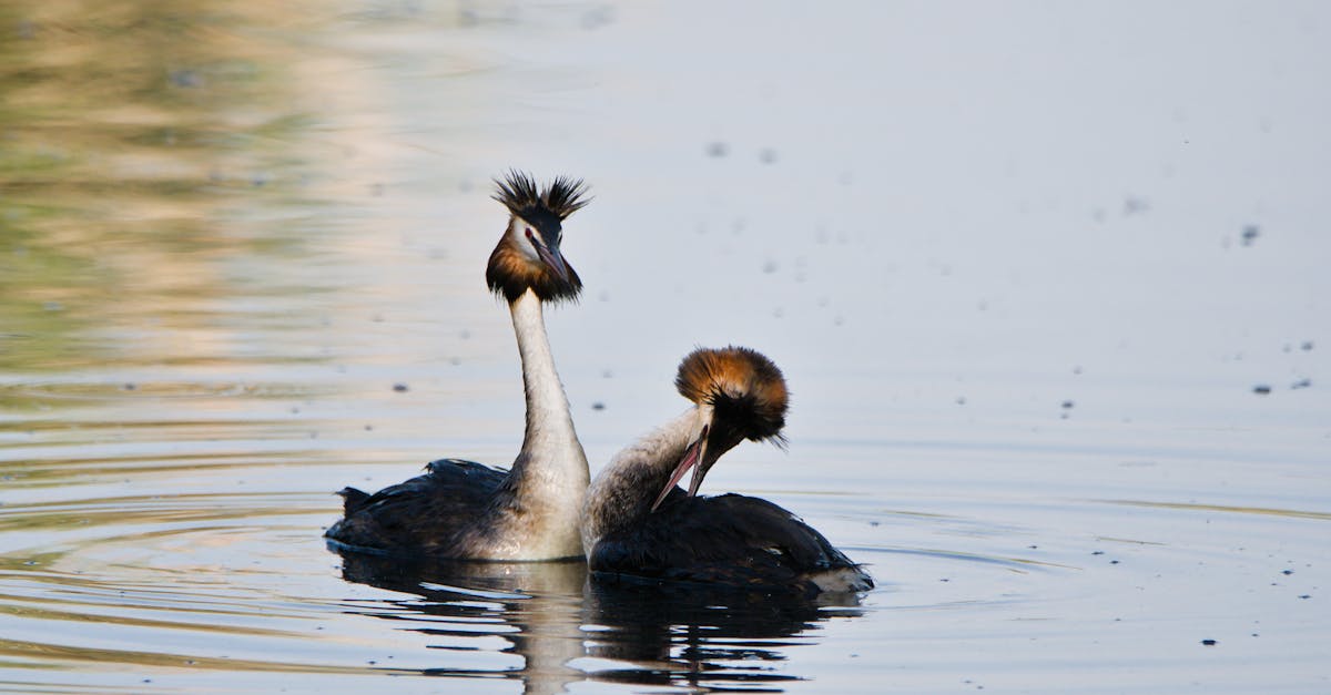 Cydnabyddiaeth ac Adfywio