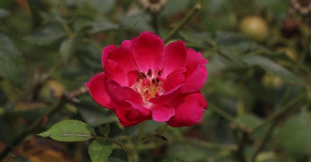 découvrez le savoie-bugey rosé, un vin délicat aux notes fruitées et florales, parfait pour accompagner vos apéritifs et repas estivaux. laissez-vous séduire par son élégance et sa fraîcheur, un véritable plaisir à chaque gorgée.