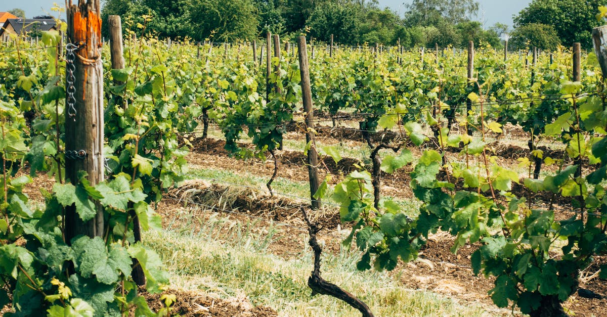 🍷 Ráðlagt Savoie/Bugey vín