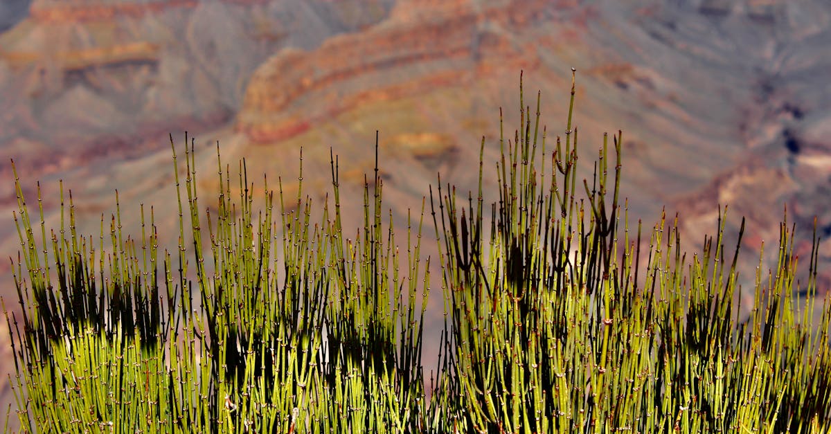 découvrez les dernières actualités et tendances du vin dans le sud-ouest, incluant des interviews de sommeliers, des critiques de domaines viticoles et des événements à ne pas manquer pour les passionnés du vignoble.