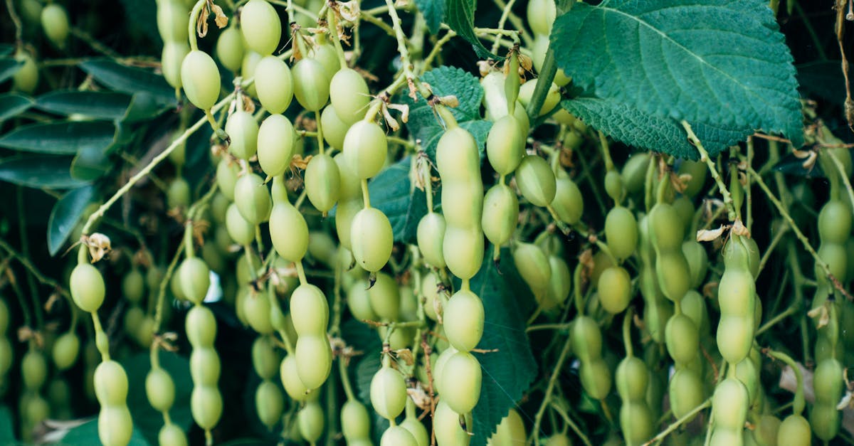 Lên men lần hai trong chai