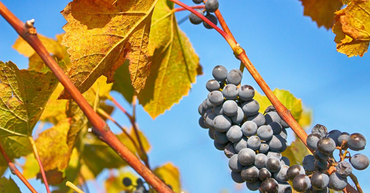 Objavte fascinujúci proces výroby vína, od bujných viníc až po fermentáciu v pivnici. Preskúmajte tradičné a moderné techniky, ktoré premieňajú hrozno na nektár, a zároveň sa dozviete o dôležitosti terroiru a odrôd hrozna pri výrobe výnimočných vín.